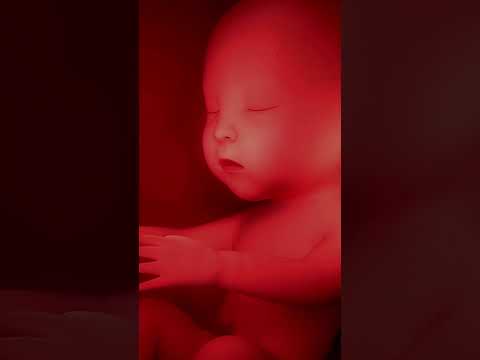 4 tư thế nằm của thai nhi trong bụng mẹ – tư thế nào tốt nhất?